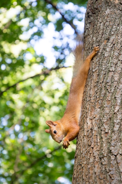 Sciurus vulgaris squirrel nibbles a nut