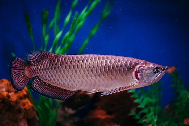 Scleropages Jardini floats among algae and corals. A large shiny pink fish.