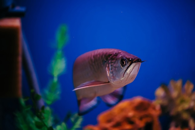 Scleropages Jardini floats among algae and corals. A large shiny pink fish.