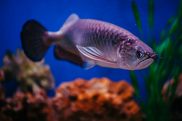 Scleropages Jardini floats among algae and corals. A large shiny pink fish.