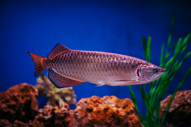 Scleropages Jardini zweeft tussen algen en koralen. Een grote glanzende roze vis.