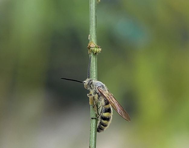 Scoliidae ハチ 黄色の毛むくじゃらの花ハチ