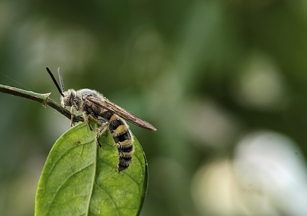 Scoliidae-wesp Gele harige bloemwesp