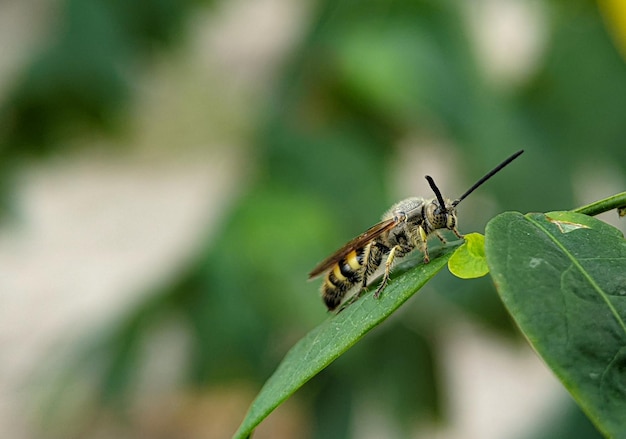 Scoliidae-wesp Gele harige bloemwesp