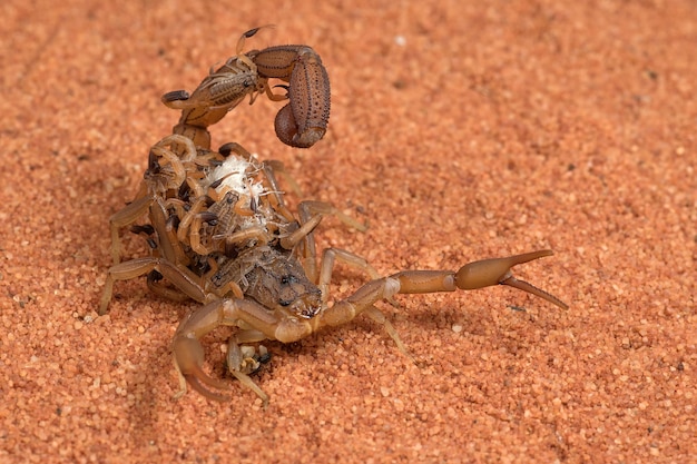 Scorpion brings babies on her back