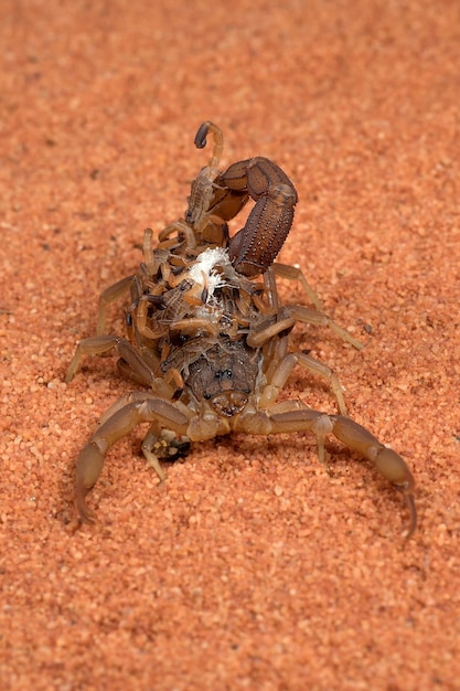 Scorpion brings babies on her back