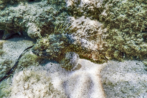 Scorpion Fish Underwater Underwater Life. Small red scorpionfish (Scorpaena notata)