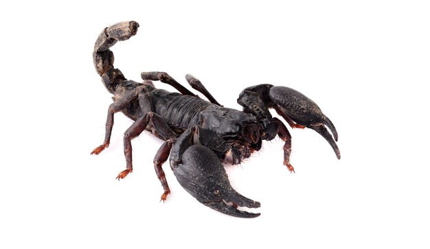 Photo scorpion isolate on white background