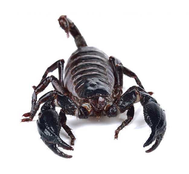 Scorpion isolated on white with background