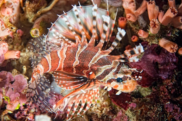 Scorpion Lion fish portrait