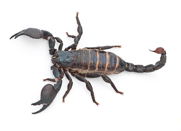 Photo scorpion predator and dangerous insect with stinger tail or venom on a white studio background closeup of creepy wildlife creature animal or killer with pinchers of venomous bug on mockup space