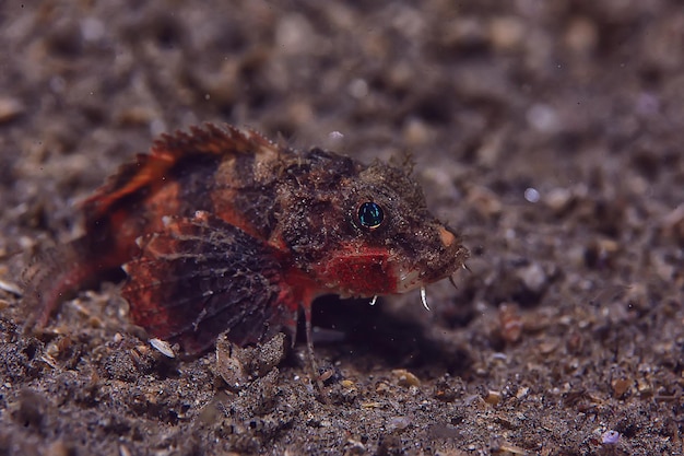 scorpion underwater photo / underwater view of the landscape, beautiful poisonous fish