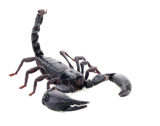 Scorpion on white background.