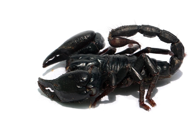 Scorpion on white background