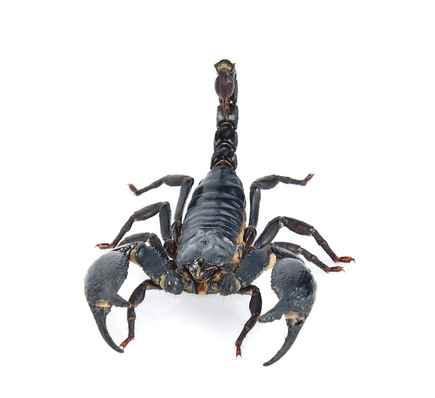 Scorpion on white background