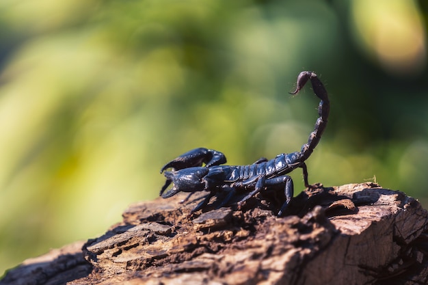 Scorpion on wood blur green nature