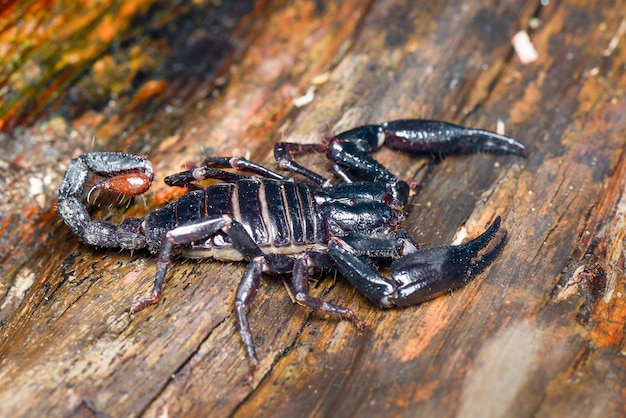 Scorpion on wood  intropical garden