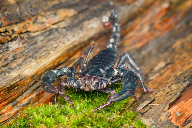 Scorpion on wood  intropical garden