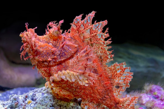 Photo scorpionfish