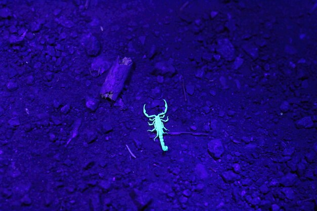 Scorpions in the night