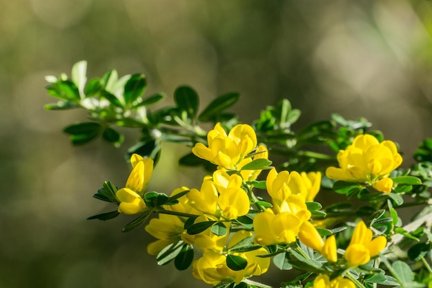 スコッチほうき 英語ほうき 一般的なほうき Cytisus scoparius Sarothamnus scoparius 咲く カリフォルニア