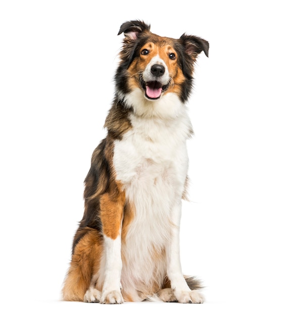 Photo scotch collie sitting in front of white background