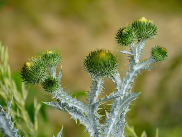 Photo scotch cotton thistle onopordum acanthium grows on edge of field plant of first year object of traditional medicine and honey plant