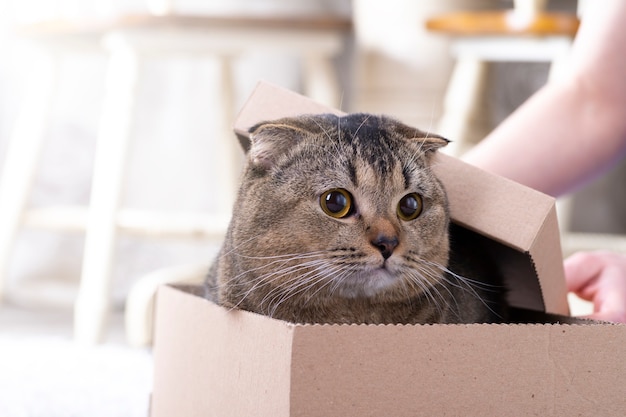 Scotch fold kat in een kartonnen doos op de vloer van de woonkamer.