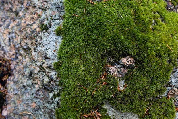 Scotch or irish moss growing on a stone in the shape of a heart Concept of loving to garden