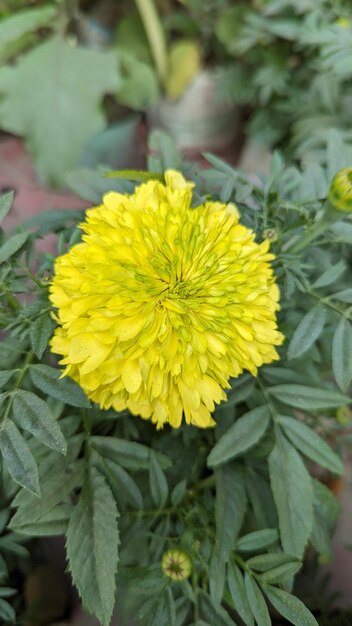 Фото Бархатцы шотландские tagetes erecta