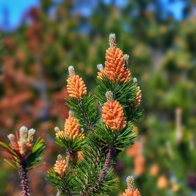 デンマークの常緑針葉樹林で育つ木の上のヨーロッパアカマツの雄花粉の花松の木の枝で育つ花自然の小枝の針とつぼみのクローズアップ