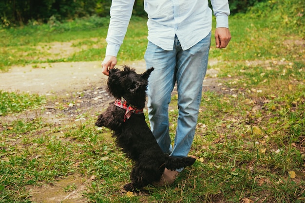 Scotch terriër op een wandeling in het park