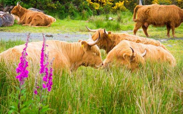 Photo scotish sheeps in a field