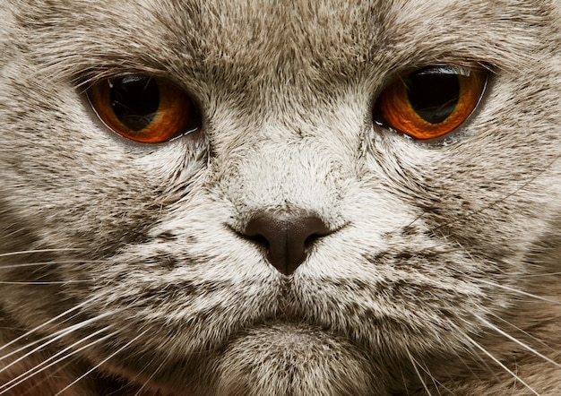Scotitish vouw grijze kat