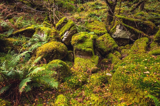 Premium Photo | Scotland autumn