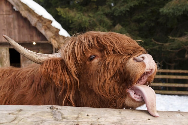 입을 벌리고 혀를 내밀고 있는 스코틀랜드 소는 스코틀랜드 고원의 소 초상화를 닫습니다.