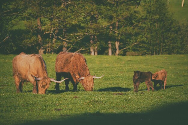 Scotland highland cows