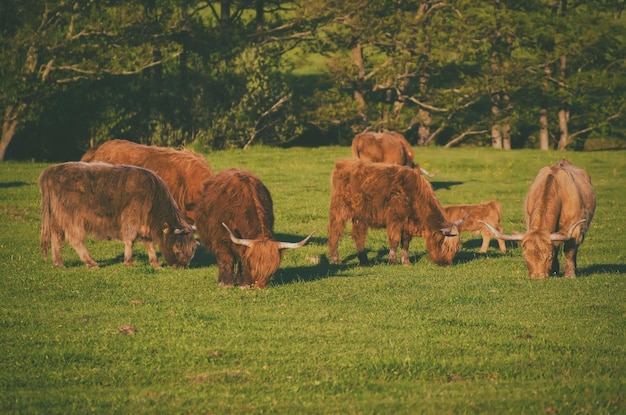 Scotland highland cows