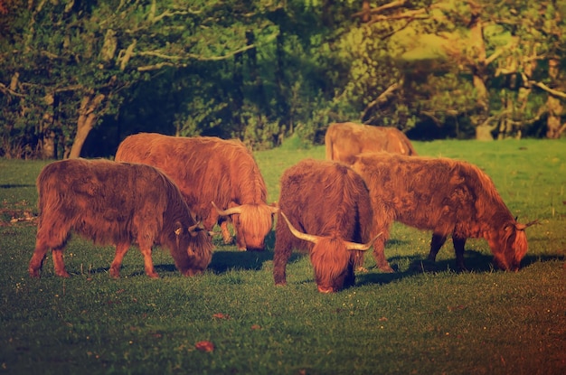 Scotland highland hairy red cows grazing at the green summer meadow agricultural livestock organic food concept