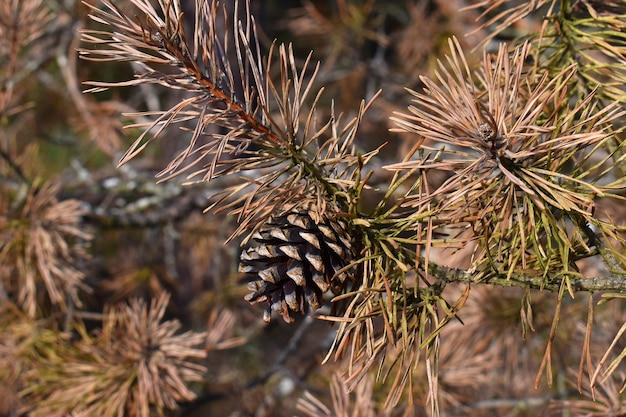 사진 scots pine cone pinus silvestris 및 열에서 마른 가지와