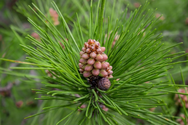 Сосна обыкновенная pinus sylvestris в сочинском дендрарии крупным планом шишек