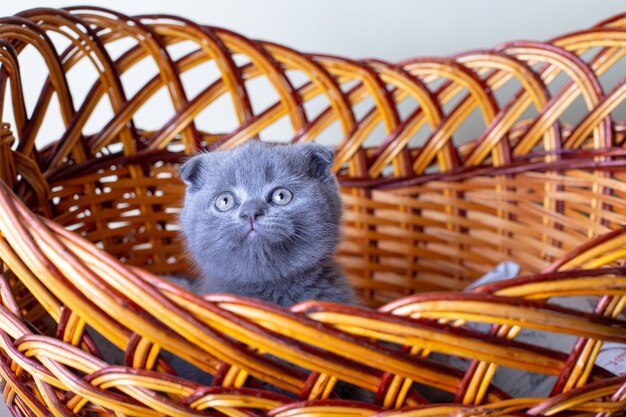 Scottish (British) lop-eared kitten. Portrait of a baby, cute scottish fold. Sits in a large basket alone. Color gray. Close-up, selective focus.