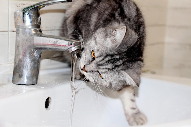 Scottish cat boss drinking from a tap