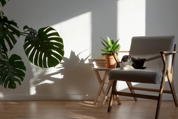 Scottish cat on gray chair in interior of living room Homemade plans sansevieria monstera wooden decor Light minimalistic scandinavian interior Copy space