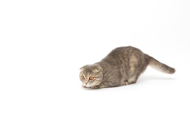 Scottish cat hunts on white background