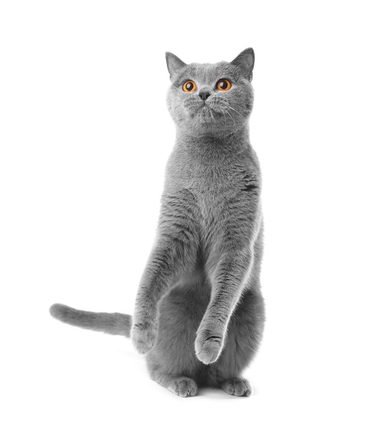 Photo scottish cat isolated