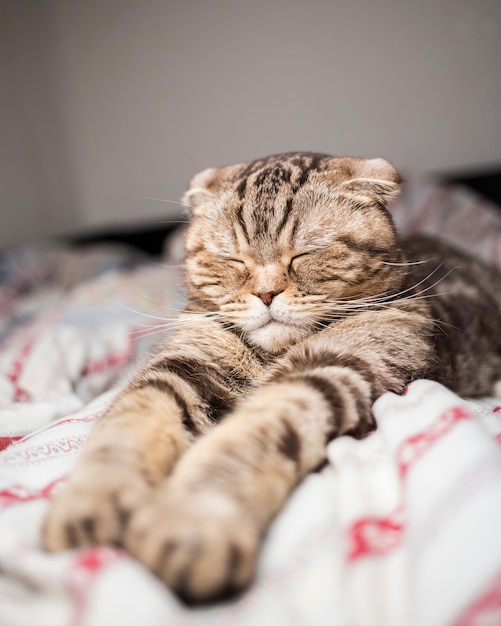 Scottish cat sleeping sweet time paw stretched out in bed