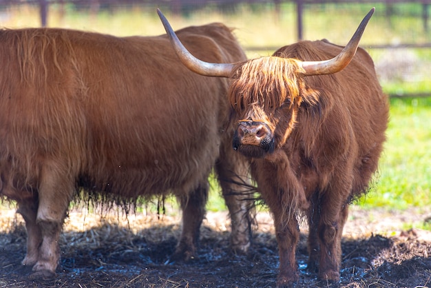 Scottish cow at a farm, Scottish highland cow