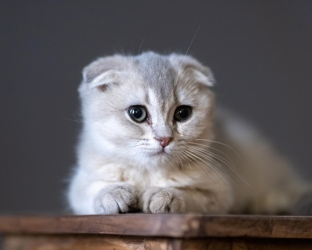 Foto gatto di razza scottish fold