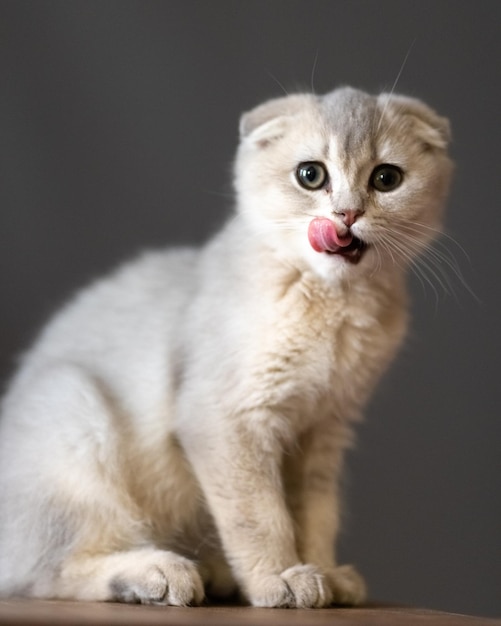 Foto gatto di razza scottish fold